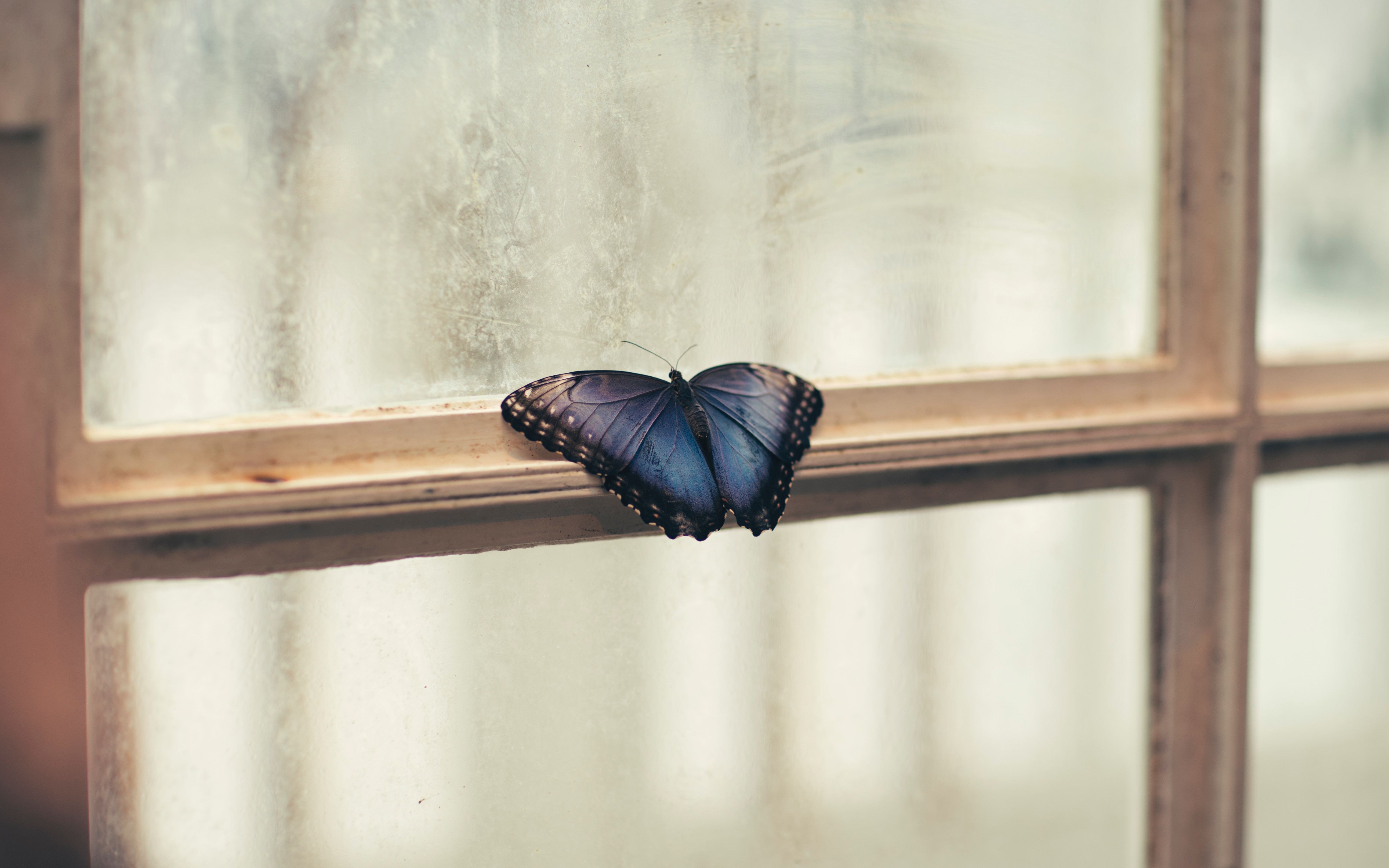butterfly in front of the window