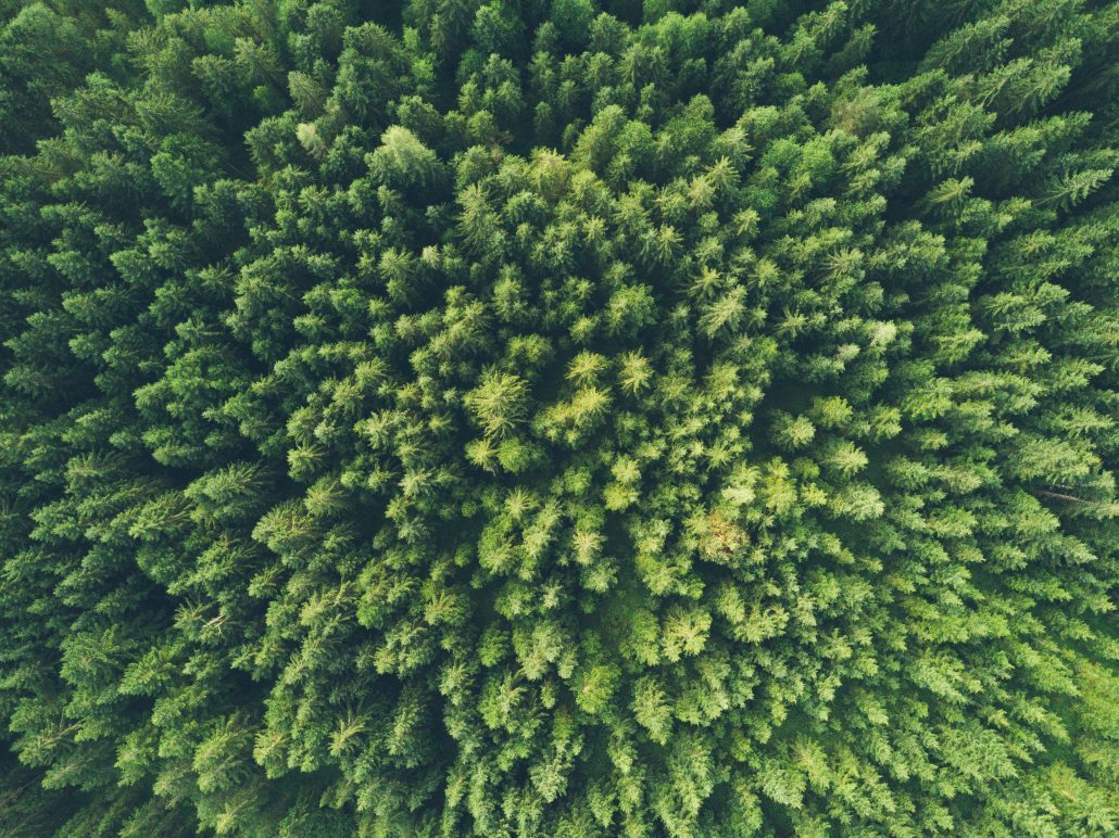 trees seen from above - climate change