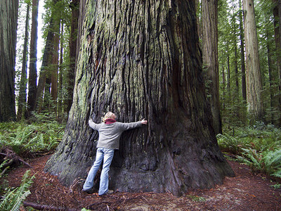 men hugging tree environmentalist career